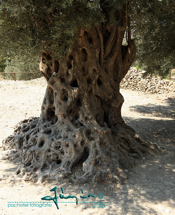 03 - kmen olivovníku evropského - Olea europaea